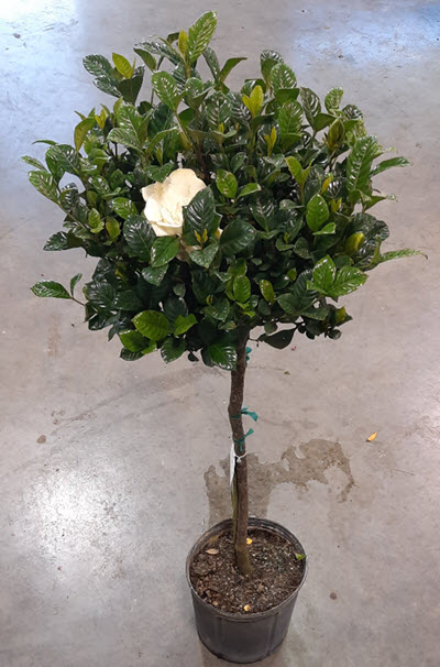 10" Gardenia Standard 